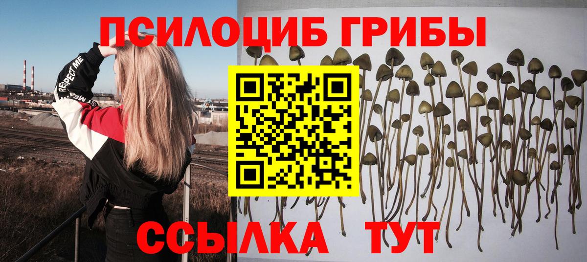 Псилоцибиновые грибы Psilocybe  Вход с VPN  Фролово  Псилоцибиновые грибы GOLDEN TEACHER 